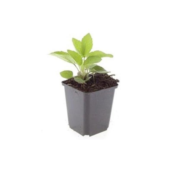 Zierstaude - Sonnenhut - Rudbeckia fulgida 'Goldsturm' - 9cm Topf - Set mit 20 Pflanzen
