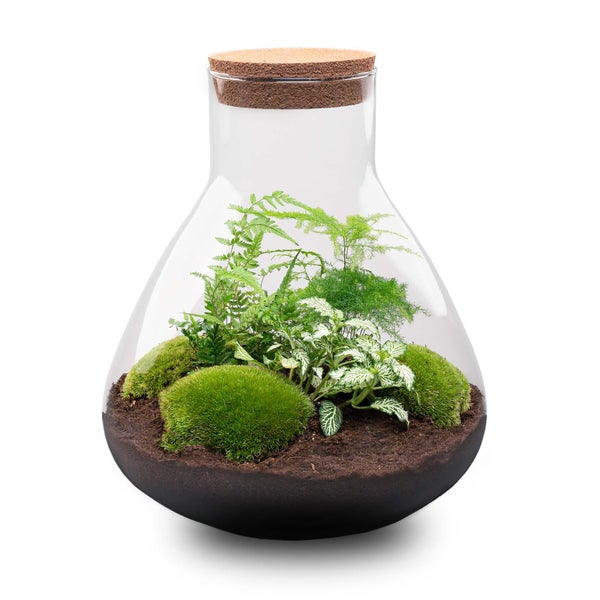 Flaschengarten Sam XL - DIY-Pflanzenterrarium - 35cm - incl. Rechen, Schaufel, Pinzette und Schere
