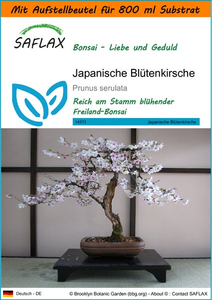 SAFLAX Garden in the bag - Japanische Blütenkirsche - Prunus serulata - 30 Samen - Mit Anzuchtsubstrat im praktischen, selbst aufstellenden Beutel