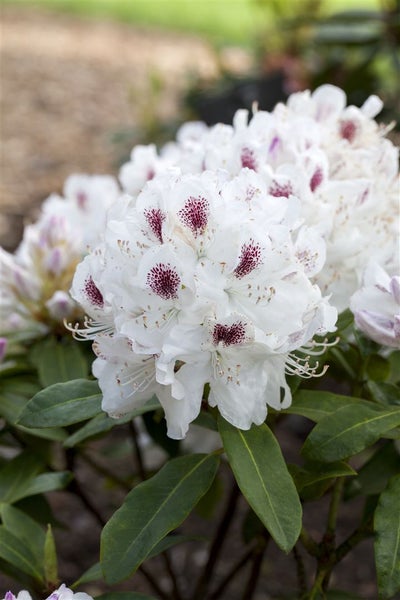 Rhododendron Hybr. 'Schneebukett', weiß, 30–40 cm