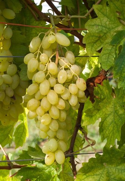 Eine große Traube aus hellen Tafeltrauben hängt an einem Rebstock mit Weinblättern.