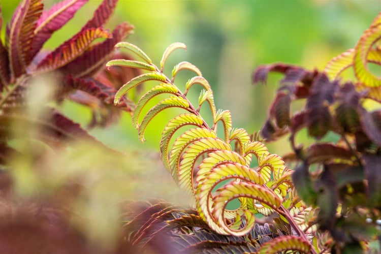 Albizia julibrissin 'Summer Chocolate', Seidenbaum, dunkelrot, 60–80 cm