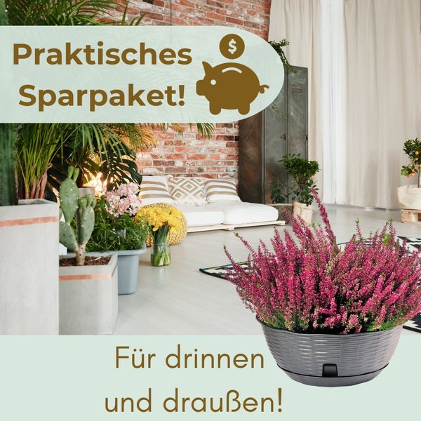 Dekoratives Zimmer mit verschiedenen Pflanzen und dem Hinweis: Praktisches Sparpaket! Für drinnen und draußen!