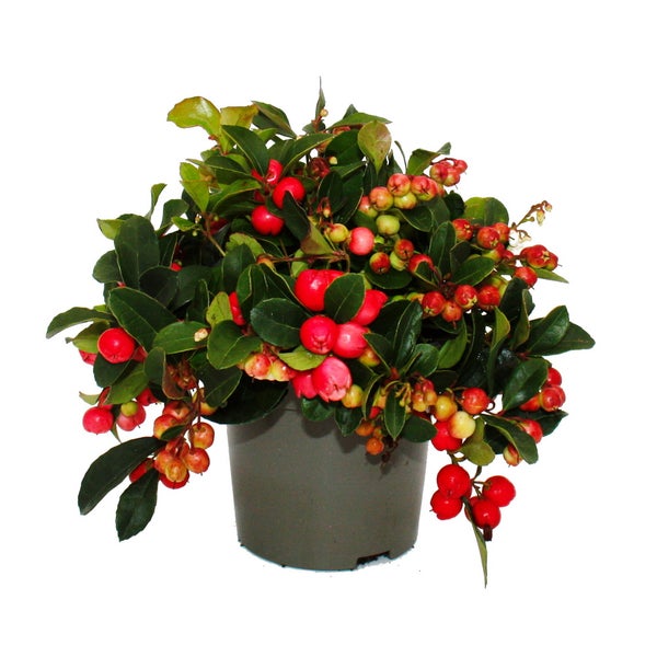 Teppichbeere Gaultheria procumbens Scheinbeere Rebhuhnbeere winterharte Pflanze mit dekorativen Beeren 1 Pflanze