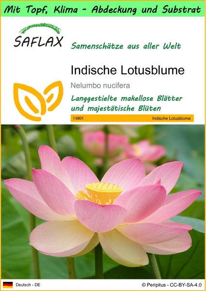 SAFLAX Garden to go - Indische Lotusblume - Nelumbo nucifera   - 8 Samen - Mit Topf, Klima - Deckel und Anzuchtsubstrat