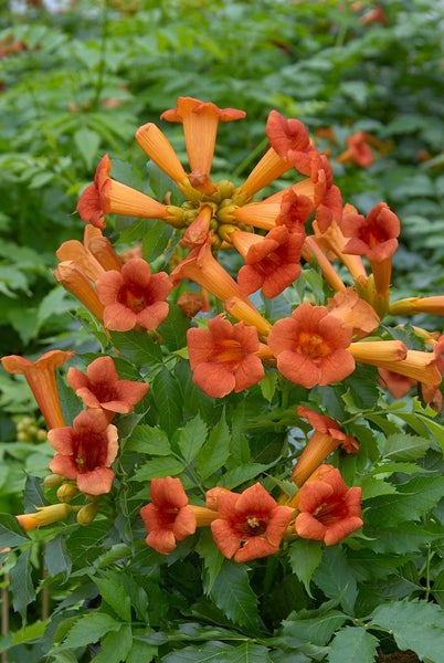 Campsis radicans 'Flamenco', Trompetenblume, leuchtend rot, 40–60 cm