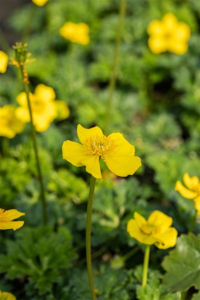 Trollius pumilus, Zwerg-Trollblume, gelb, ca. 9x9 cm Topf