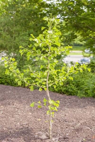 Ginkgo biloba, Fächerblattbaum, 150–175 cm