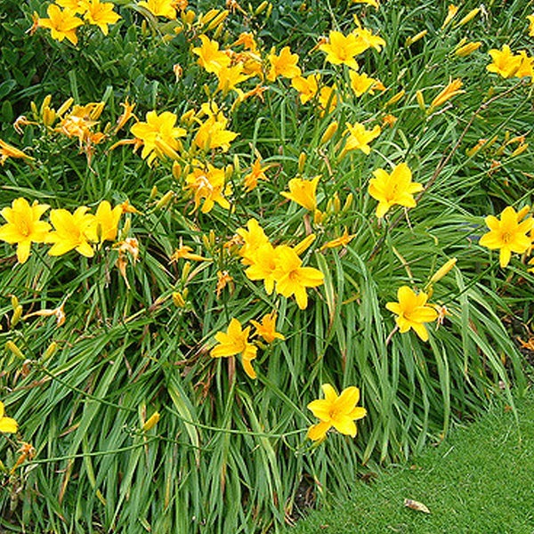Gelbe Taglilien in einem Gartenbeet