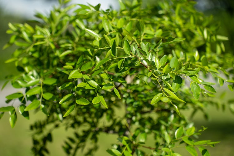 Nahaufnahme einer Pflanze mit dichten grünen Blättern.