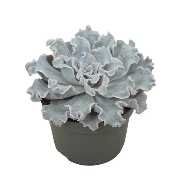 Gekräuseltes Rosetten-Dickblatt - Echeveria Crispy Beauty - pflegeleichte Sukkulente - 12cm Topf