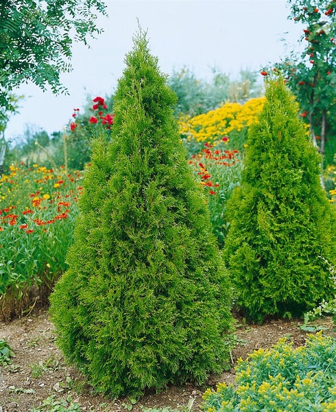 Thuja plicata 'Aurescens', Lebensbaum, gelbgrün, 60–80 cm
