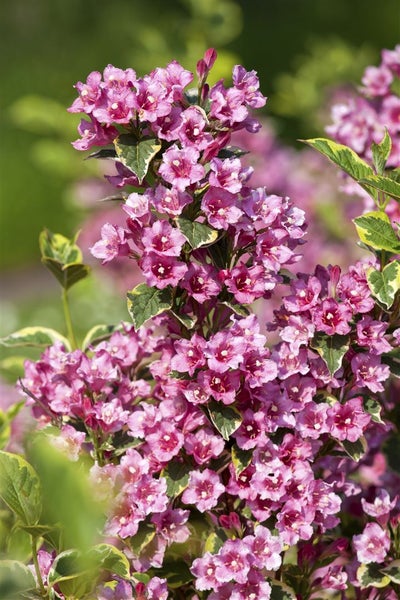 Weigela florida 'Nana Variegata', Weigelie, buntlaubig, 125–150 cm