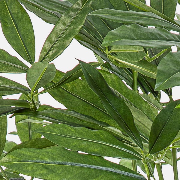 Nahaufnahme von dichten, länglichen grünen Blättern.