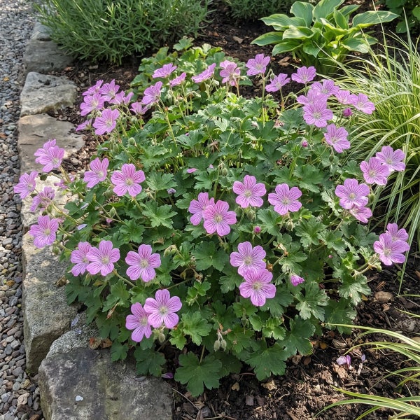 Blühender Storchschnabel mit rosa Blüten in einem Gartenbeet neben einer Steinkante.