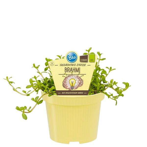 Gedächtnisstütze Brahmi in BIO-Qualität - Bacopa monnieri - Kräuterpflanze im 12cm Topf