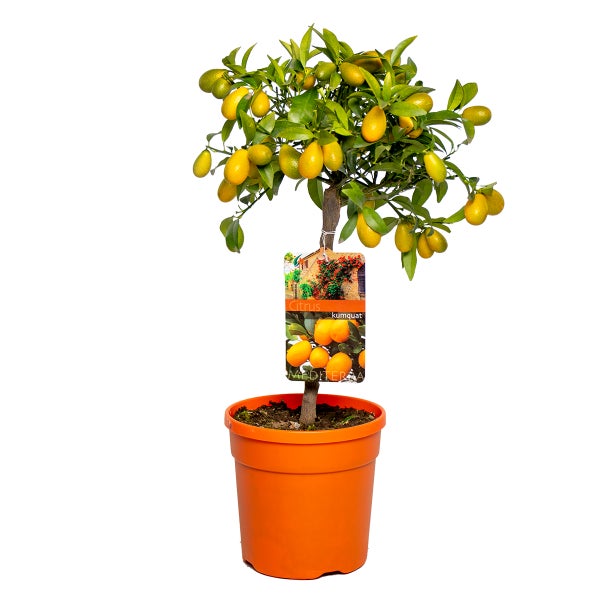 Citrus Margarita 'Kumquat' - Orangenbaum - Obstbaum - Immergrün - ⌀19 cm - ↕50-60 cm