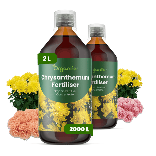 Zwei 2 Liter Flaschen Organifer organisches Chrysanthemendünger Konzentrat für 2000 Liter, umgeben von Chrysanthemen.