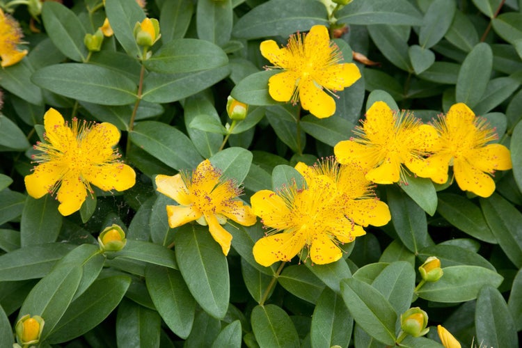 Hypericum calycinum, Johanniskraut, gelb, ca. 9x9 cm Topf