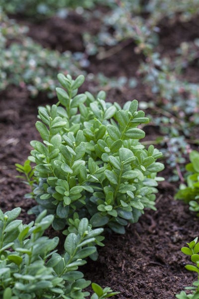 Buxus sempervirens 'Arborescens', Buchsbaum, 40–50 cm