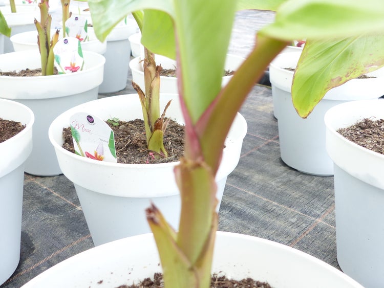 Bananenstaude Banane-Musa-velutina-55-60-cm, Kenia-Banane, Mini-Banane,  winterhart