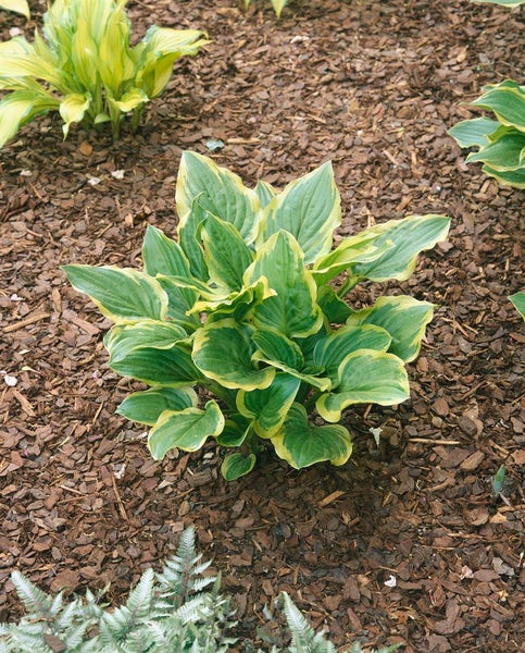 Hosta plantaginea 'So Sweet', Duftende Funkie, ca. 11x11 cm Topf