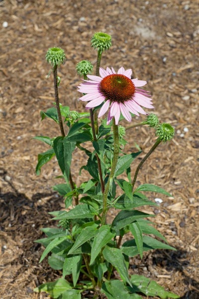 Nahaufnahme einer einzelnen Purpursonnenblume mit grünen Blättern und Blütenknospen.