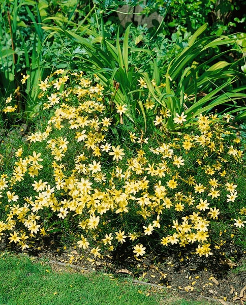 Coreopsis verticillata 'Moonbeam', Mädchenauge, hellgelb, ca. 9x9 cm Topf