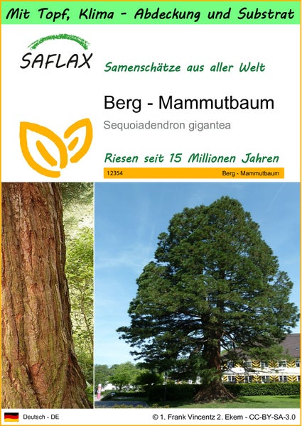 SAFLAX Garden to go - Berg - Mammutbaum - Sequoiadendron gigantea - 50 Samen - Mit Topf, Klima - Deckel und Anzuchtsubstrat