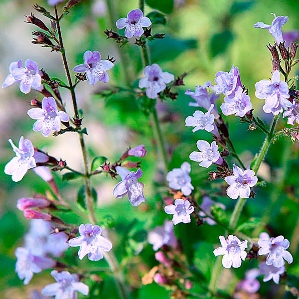 Nahaufnahme einer blühenden Pflanze mit kleinen Blüten