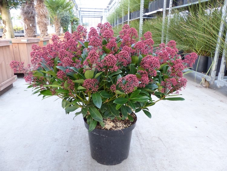 Skimmia japonica im schwarzen Topf mit grünen Blättern und zahlreichen rötlichen Blütenknospen in einer Gärtnerei.
