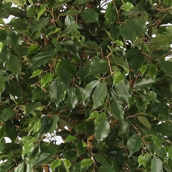Grüne Blätter einer Birkenfeige Ficus benjamina in der Nahaufnahme.