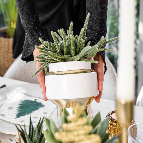 Kolibri Company Komplettes Pflanzenset Luxury Living Grünpflanzen mit weißer Phalaenopsis-Orchidee inkl. Keramik-Ziertöpfe und Zubehör
