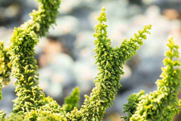 Chamaecyparis obtusa 'Teddy Bear', Hinoki-Scheinzypresse, 25–30 cm