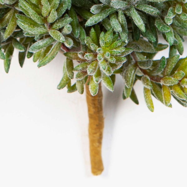 Künstliches Sedum OLAVI auf Steckstab, grün, 20cm - Sukkulente künstlich