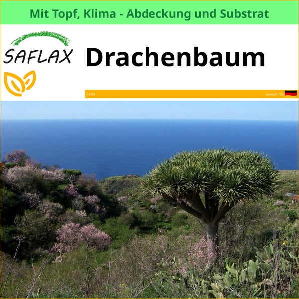Saflax Drachenbaum mit Topf, Klima Abdeckung und Substrat