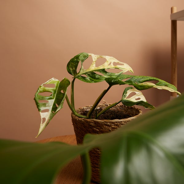 Bloomique - Monstera adansonii Variegata - Monkey Leaf - Fensterblatt - Luftreinigende Zimmerpflanzen - Monstera Pflanze - Hängepflanze echt - Kletterpflanzen Zimmer - Höhe 20-25 cm - Topf 12 cm
