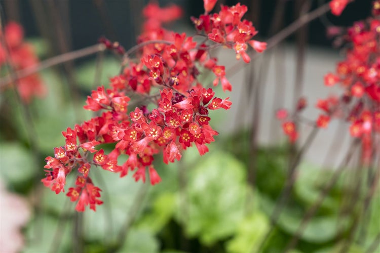 Heuchera sanguinea 'Leuchtkäfer', Purpurglöckchen, leuchtend rot, ca. 9x9 cm Topf