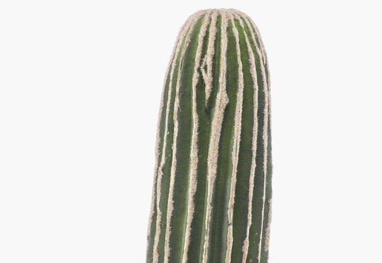 Künstlicher Kaktus mit mehreren gerippten Stämmen und feinen Stacheln, Detailansicht.