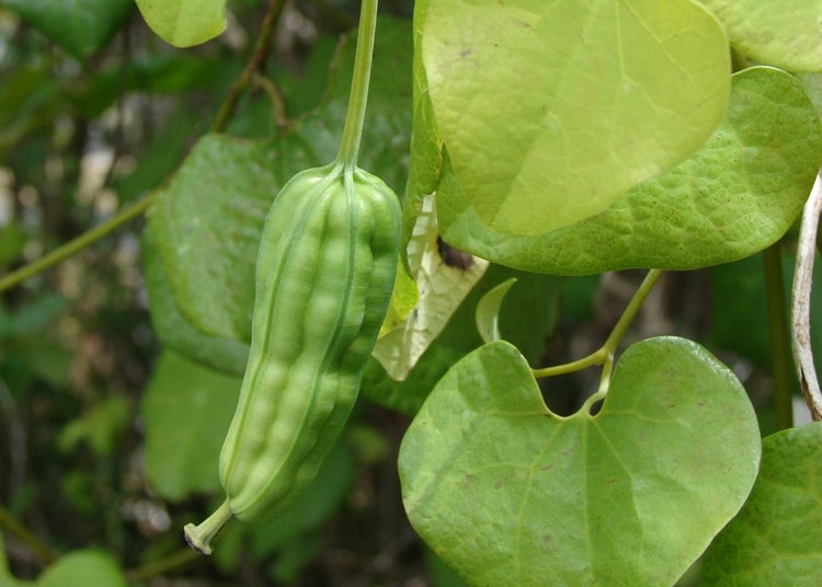 SAFLAX  - Gespensterpflanze - Aristolochia littoralis syn. elegans - 80 Samen - Mit keimfreiem Anzuchtsubstrat
