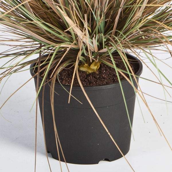 Nahaufnahme einer Kunstpflanze in einem schwarzen Kunststofftopf mit dunkler Erde.