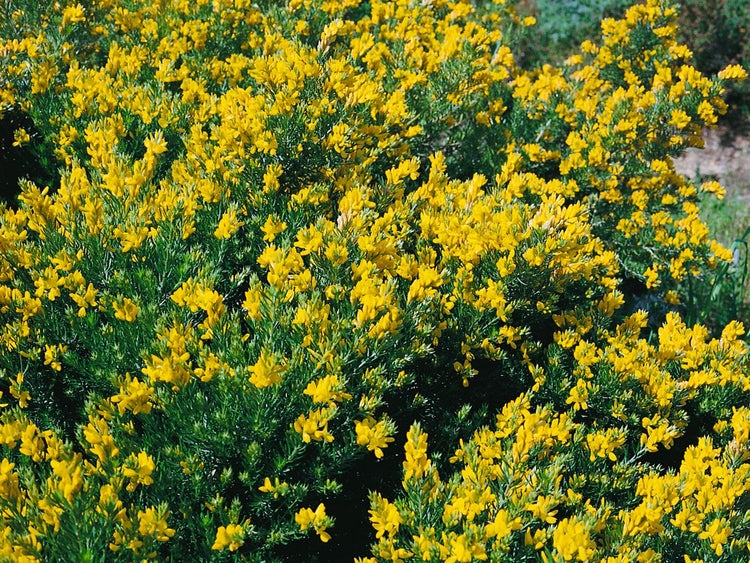 Genista germanica, Deutscher Ginster, gelb, 20–30 cm