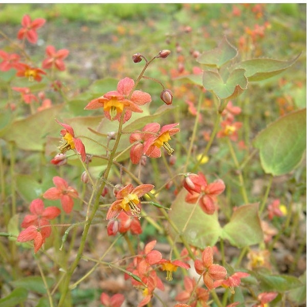 Elfenblume im Garten