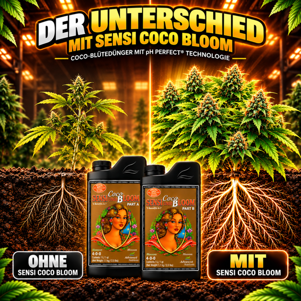 Vergleichsbild für Sensi Coco Bloom Pflanzendünger zur Blütezeit in Kokossubstrat mit pH Perfect Technologie zur Optimierung des Pflanzenwachstums.