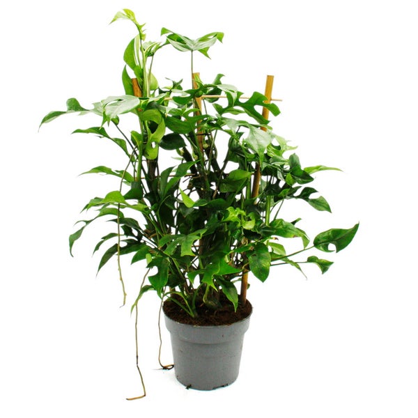 Monstera  minima - Fensterblatt - am Bambusspalier - 16cm Topf - ca. 50-60cm hoch