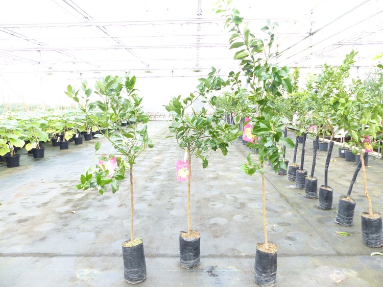 Zitrus Zitronenbaum Zitrone Citrus Limon Limone 160 - 170 cm Zitruspflanze