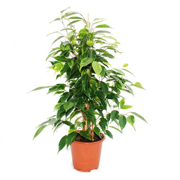 Exotenherz Birkenfeige Ficus Anastasia hellgrüne Blätter  1 Pflanze pflegeleicht luftreinigend- 12cm Topf