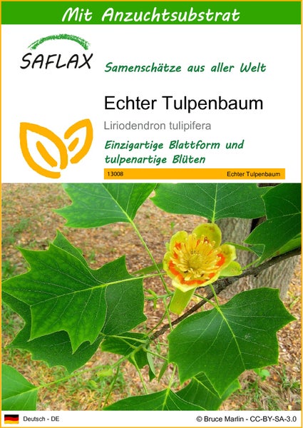 SAFLAX  - Echter Tulpenbaum - Liriodendron tulipifera  - 20 Samen - Mit keimfreiem Anzuchtsubstrat
