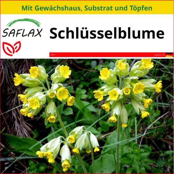 SAFLAX Anzucht Set - Schlüsselblume - Primula veris - 100 Samen - Mit Mini-Gewächshaus, Anzuchtsubstrat und 2 Töpfen