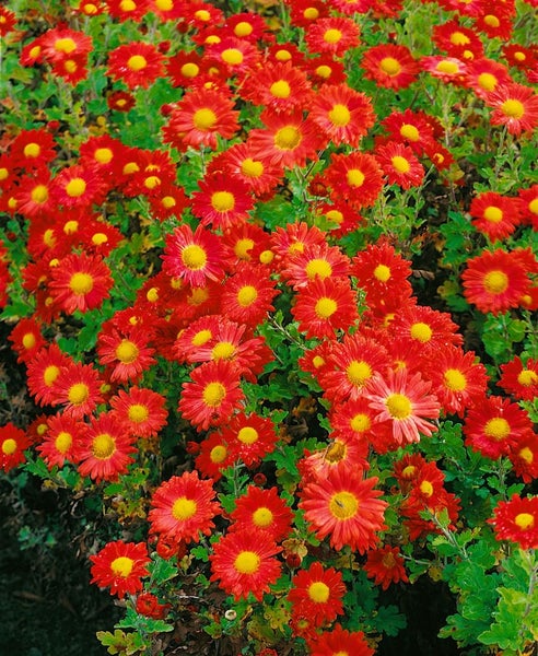 Chrysanthemum x hort.'Fellbacher Wein', rot, ca. 9x9 cm Topf